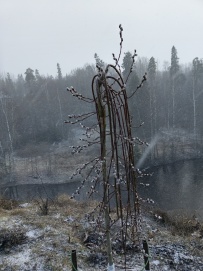 Девонские пески. Прогулка по Оредежским берегам