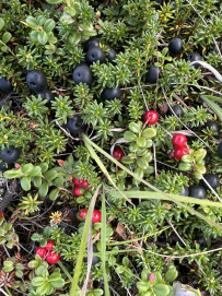 Сердце Камчатки – Природный парк Ключевской