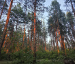 Поход на сапах по реке Клязьма с ночевкой в палатках с автосопровождением