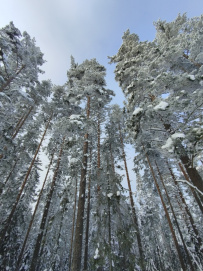 Лыжная тренировка в Ленобласти