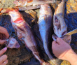 Соловецкие острова на морских каяках