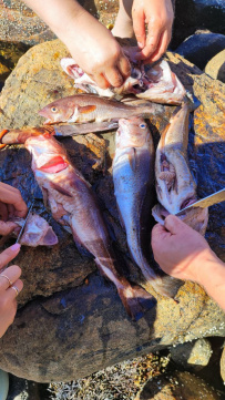 Соловецкие острова на морских каяках