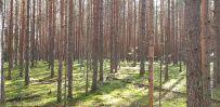 Пеший поход «Лесное путешествие» (Подмосковье)