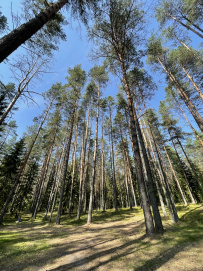 Сплав по реке Волга с Бенскими порогами (Тверская область)