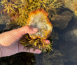 Кемские шхеры и загадочные Кузова. По белому морю на морских каяках (с лодкой)