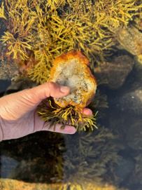 Кемские шхеры и загадочные Кузова. По белому морю на морских каяках (с лодкой)