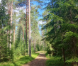По следам Лыжной Стрелы