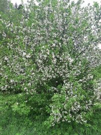 Трекинг по Оредежским берегам
