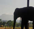 Спящий слон. Путешествие на остров Цейлон