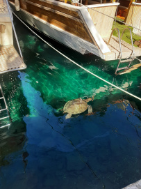 В Сердце Ликийской тропы (Поход вдоль моря, без рюкзаков)