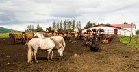 Исландская Кругосветка