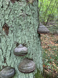 Хлюпай из Хлюпино