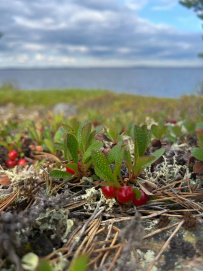 Колвица на морских каяках (байдарках). Путешествие на землю Саамов