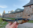 Соловецкие Острова в Белом Море (экскурсии + поход)