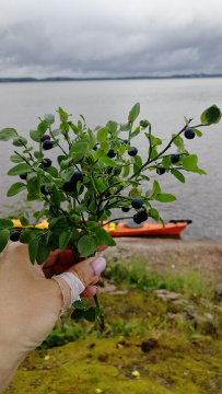 Тур на каяках (байдарках) по фортам и островам Выборгского залива 2-5 дней (с лодкой)