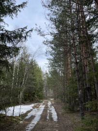 Красоты Мещёры с ночёвкой в тёплом доме (пеший поход)