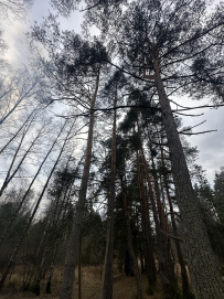 Однодневный пеший поход «Тропами Гуслицы»