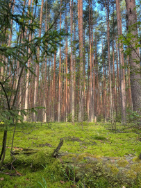 Пеший поход «Волшебными тропами Киржача» (Владимирская область)
