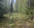 Далекий финский берег
