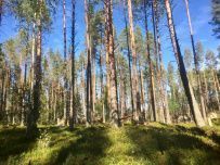 Сплав по реке Пистайоки (Писта)