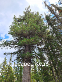Перевал Дятлова: пеший спортивный поход 1 категории сложности