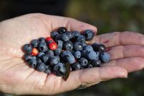 Ладога на каяках длинный поход (4-9 дней)