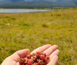 Горный лагерь в Актру (проживание в домиках)