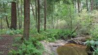 Детский поход «Посвящение в туристы»