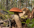 Тур Ладожские шхеры на каяках