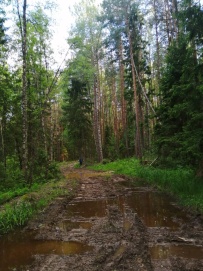 Пеший поход «Лесное путешествие» (Подмосковье)