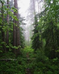 Тур Ладожские шхеры на каяках