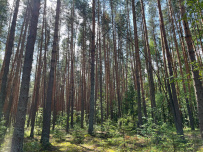 Сплав по реке Киржач на байдарках с баней на берегу