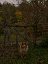 Конный экотур с фотосессией «Танцы с волками» (Тверская область)