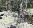 Петроглифы Беломорья