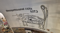 По Янтарному пути на велосипедах (Калининград)