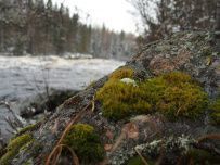 Сплав по реке Шуя на майские