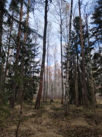 Красоты Мещёры с ночёвкой в тёплом доме (пеший поход)