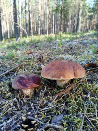Пеший поход к Петрозаводским озерам