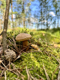 Шёпот мещёрских лесов да гладь озёр