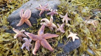 Белое море на морских каяках (байдарках): Карельский берег