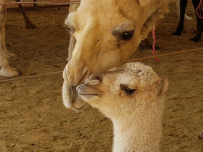 Активный тур «Восхитительные Эмираты»