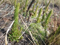Дети на Байкале