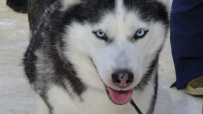 Однодневный поход-трекинг с хаски