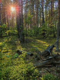 Поход на сапах по реке Клязьма с ночевкой в палатках с автосопровождением