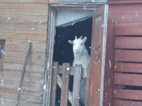 Меж двух усадеб: от Абрамцево до Мураново (пеший поход)