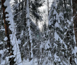 Однодневный лыжный поход «Прогулка в Дубровицких лесах»