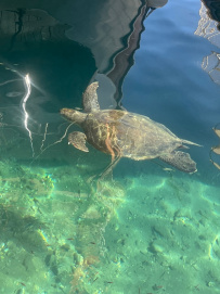 В Сердце Ликийской тропы (Поход вдоль моря, без рюкзаков)