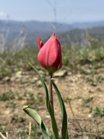 Весенняя Армения: пешком через горы, ущелья и цветущие поля