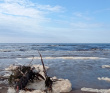 Аметистовый берег Белого моря