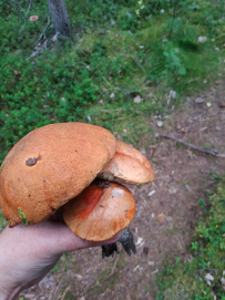 Сплав по рекам Тунтсайоки и Тумча